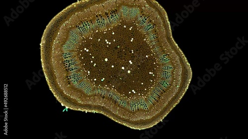 zoom in cross section cut slice of plant stem under the microscope – microscopic view of plant cells for botanic education – high quality animation