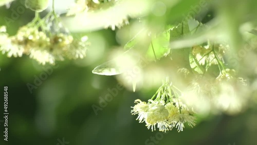 Linden tree in blossom, linden flowers close-up. Beautiful fresh green leaves of linden trees. Medicinal plant on which raindrops fall. Cloudy weather, Green leaves with water drops after rain photo