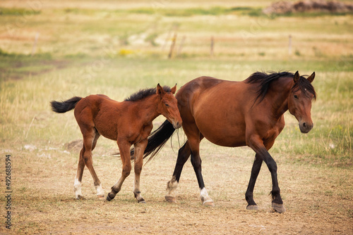 A brown mare horse with her baby colt walking in a pasture in a rural summer landscape