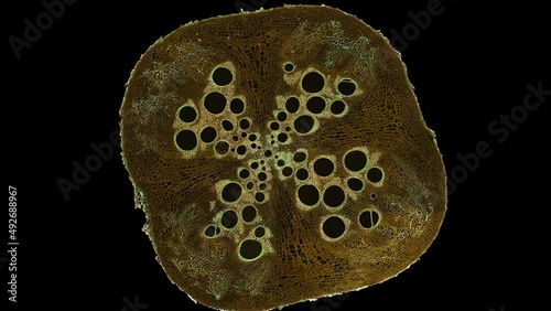 zoom in cross section cut slice of plant stem under the microscope – microscopic view of plant cells for botanic education – high quality animation