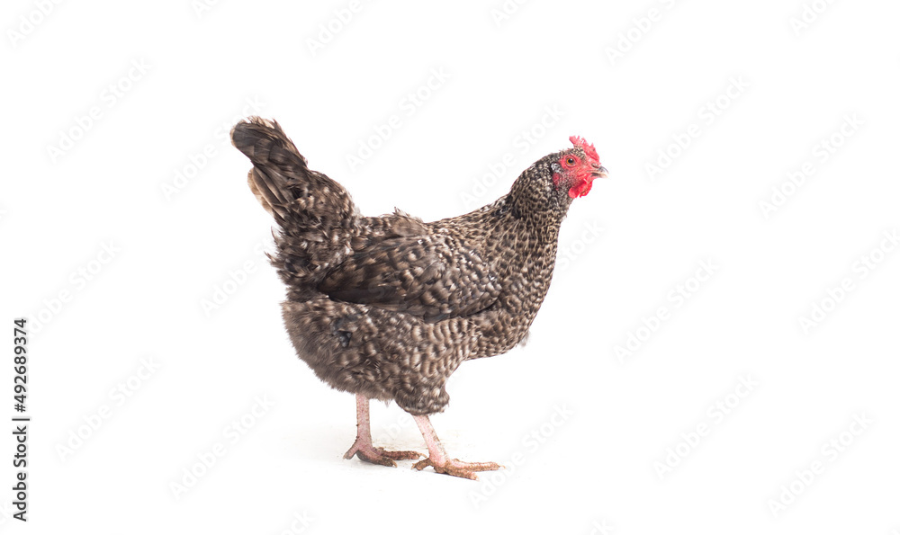 Fototapeta premium Barred Plymouth Rock Chicken Isolated on White Background