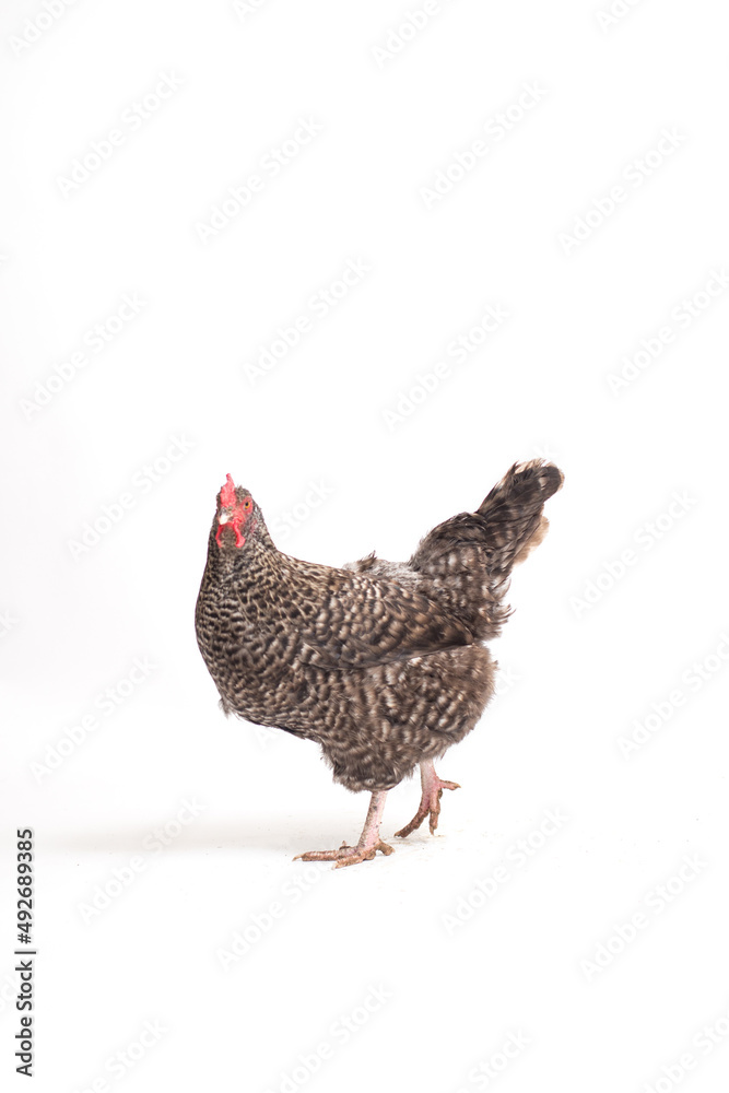 Fototapeta premium Barred Plymouth Rock Chicken Isolated on White Background
