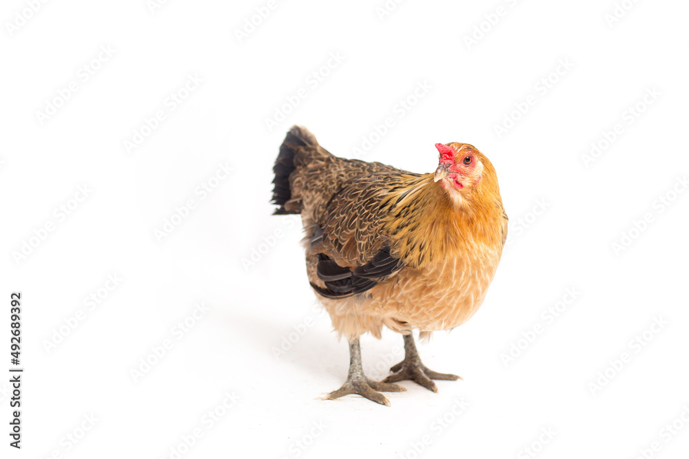 Fototapeta premium Red chicken isolated on white background