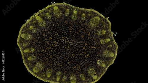 zoom in cross section cut slice of plant stem under the microscope – microscopic view of plant cells for botanic education – high quality animation