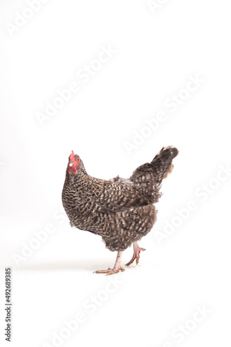 Barred Plymouth Rock Chicken Isolated on White Background © MeganBetteridge
