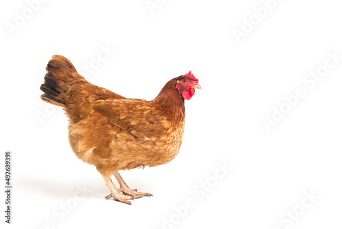 Red chicken isolated on white background