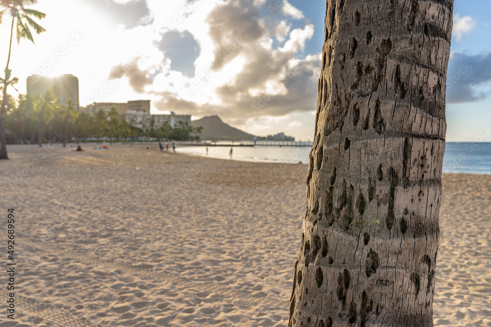A palm tree in focus in the foreground with a beautiful beach beyond. At Waikiki in Honolulu, Hawaii. Diamond Head and the city skyline blurred beyond.