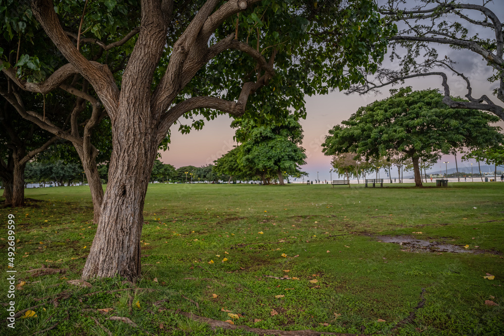 A tree in the foreground at Ala Moana Beach Park in Honolulu, Hawaii, with the park and nature beyond.