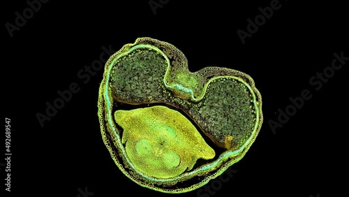 zoom in cross section cut slice of plant stem under the microscope – microscopic view of plant cells for botanic education – high quality animation