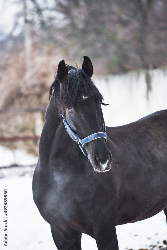 Obraz premium Portrait of a black horse in the paddock in winter on the snow. A beautiful horse in a blue halter looks at the camera