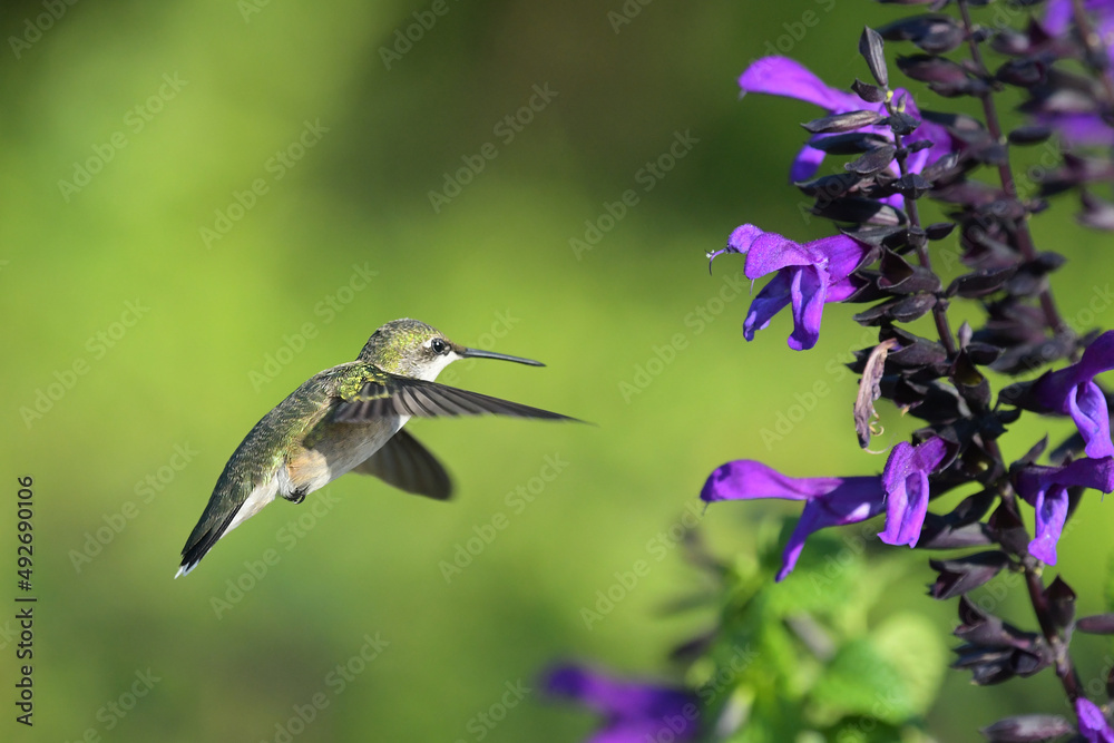 Fototapeta premium Hummingbirds are birds native to the Americas. They are the smallest of birds, most species measuring 7.5–13 cm (3–5 in) in length.