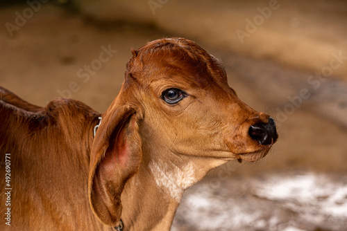 Girolando calf confined in a dairy farm photo