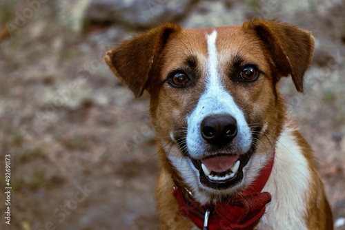 portrait of a brown and white dog wearing a red collar