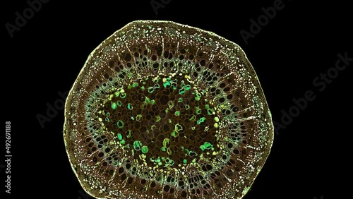 zoom in cross section cut slice of plant stem under the microscope – microscopic view of plant cells for botanic education – high quality animation