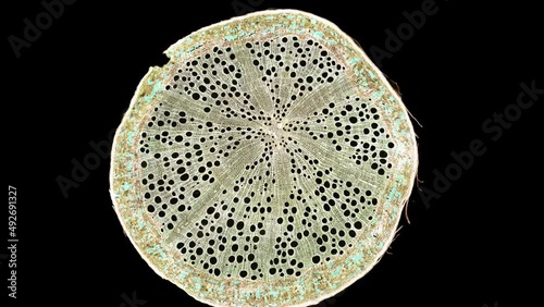 zoom in cross section cut slice of plant stem under the microscope – microscopic view of plant cells for botanic education – high quality animation