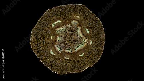 zoom in cross section cut slice of plant stem under the microscope – microscopic view of plant cells for botanic education – high quality animation