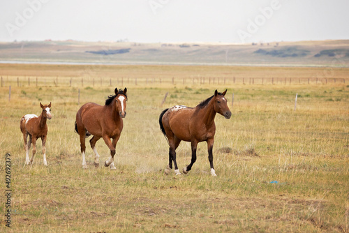 Two horses with a brown and white colt trotting in a summer pasture © kat7213