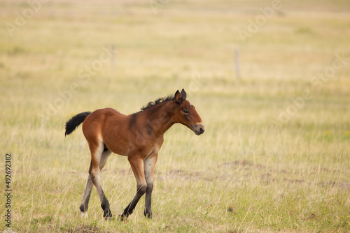 A side profile of a chestnut colt walking in a fenced pasture in a countryside landscape