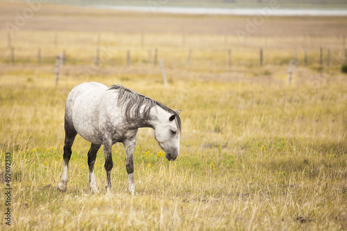 A side view of dapple grey horse in a summer pasture dotted with yellow flowers