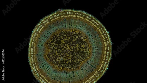 zoom in cross section cut slice of plant stem under the microscope – microscopic view of plant cells for botanic education – high quality animation