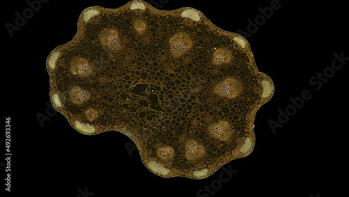 zoom in cross section cut slice of plant stem under the microscope – microscopic view of plant cells for botanic education – high quality animation