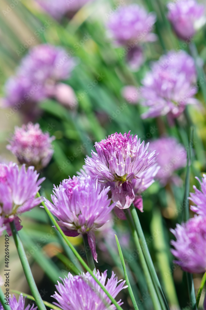 Chives in bloom in the garden Chives in bloom in the garden