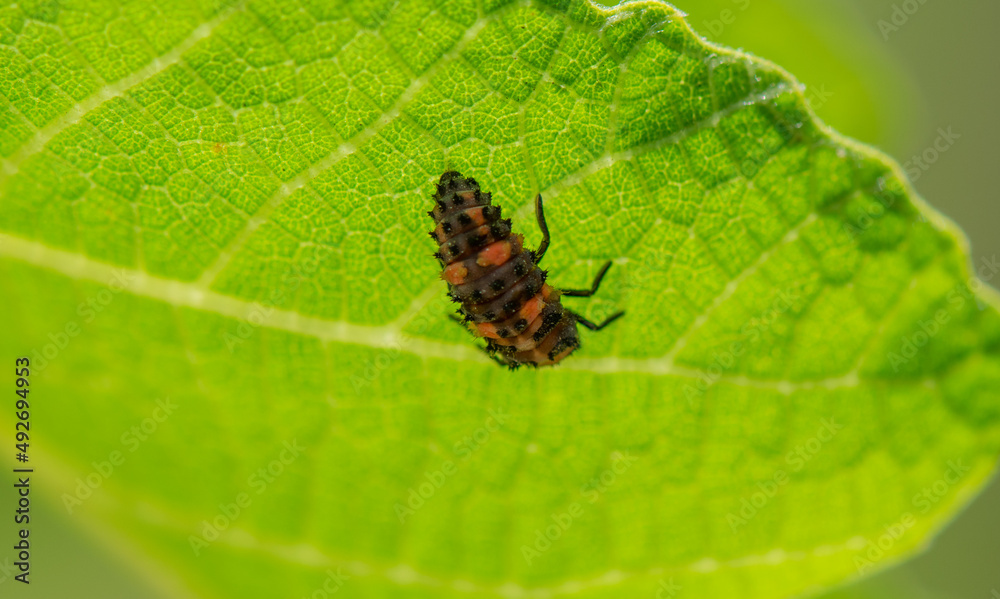 A black and orange ladybug larva crawling on a leaf A black and orange ladybug larva crawling on a leaf