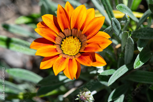 Flame-orange Gazania  or African Daisy  Gazania rigens 