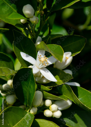 Closeup of fragrant orange blossoms and buds on the tree