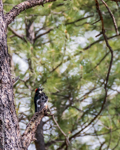 Woodpecker in tree near Silver City NM 
