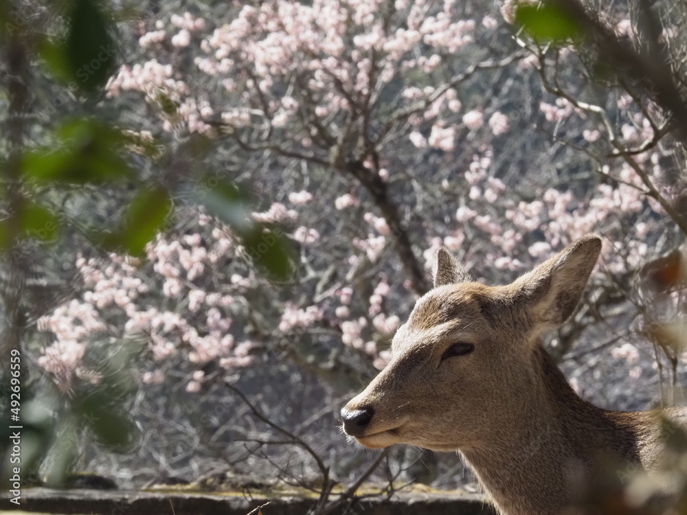 陽光の中の鹿と梅の花