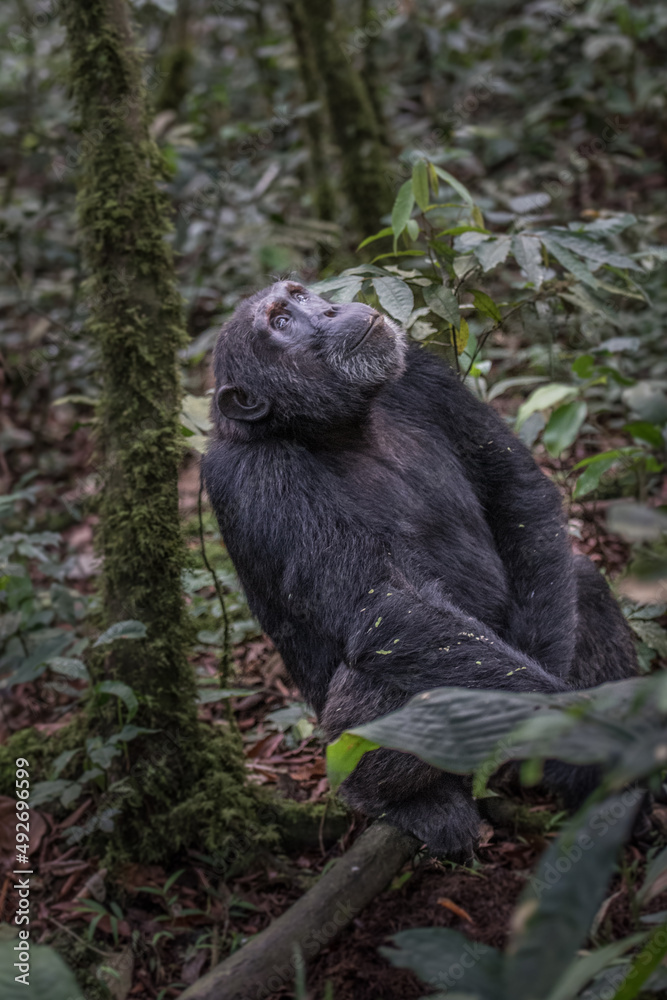Obraz premium Pan-hooting chimpanzee (Pan troglodytes) in natural habitat