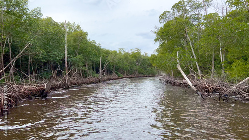 Airboat Ride in the Everglades leading through a Mangrove Forest - travel photography