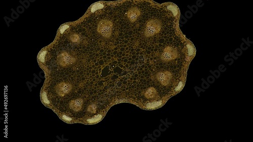 zoom in cross section cut slice of plant stem under the microscope – microscopic view of plant cells for botanic education – high quality animation