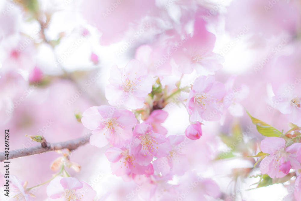 桜(cherry blossom) 桜(cherry blossom)