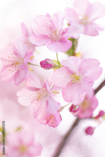 桜(cherry blossom)
