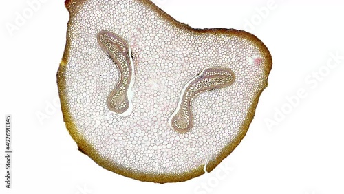 zoom in cross section cut slice of plant stem under the microscope – microscopic view of plant cells for botanic education – high quality animation