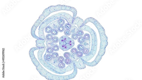 zoom in cross section cut slice of plant stem under the microscope – microscopic view of plant cells for botanic education – high quality animation