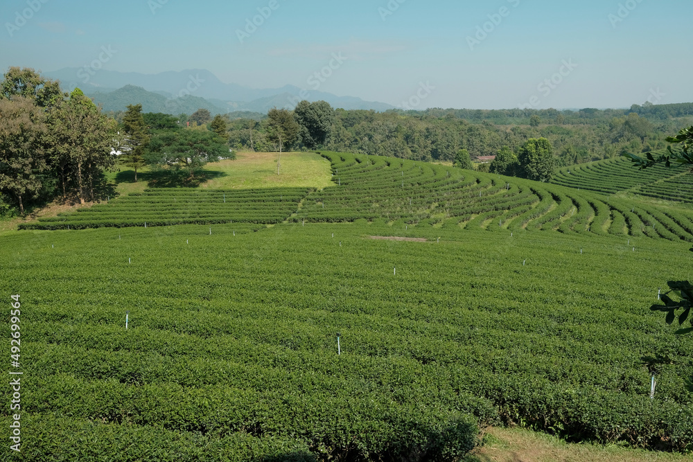 Scenery of agriculture field and irrigation of beautiful green tea plantation, tourism farmland on natural hill in Chiang Rai Thailand, countryside landscape and mountain wide views, spring travel.