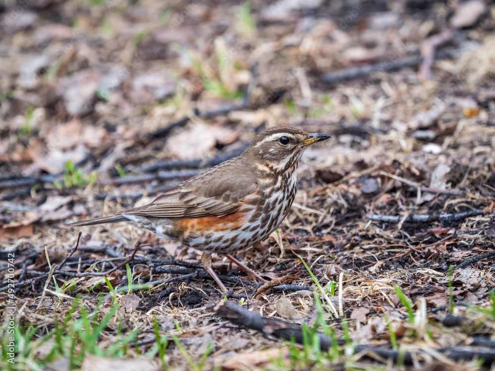 Wood bird Redwing, Turdus iliacus, on a sprng lawn. Wood bird Redwing, Turdus iliacus, on a sprng lawn.