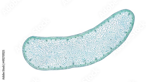 zoom in cross section cut slice of plant stem under the microscope – microscopic view of plant cells for botanic education – high quality animation