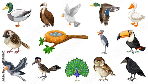 Different kinds of birds collection
