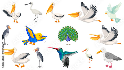 Different kinds of birds collection
