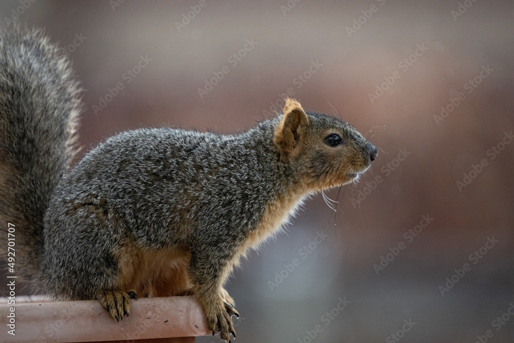 Closeup of a squirrel raiding a bird feeder in the snow Closeup of a squirrel raiding a bird feeder in the snow