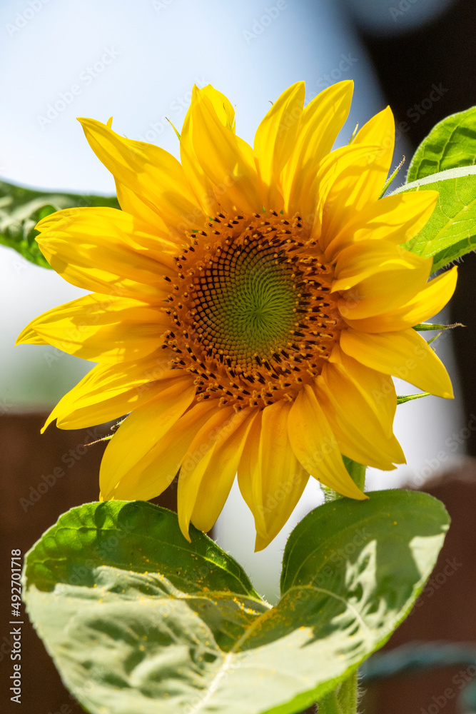 Naklejka premium A black oil sunflower's head follows the path of the sun.