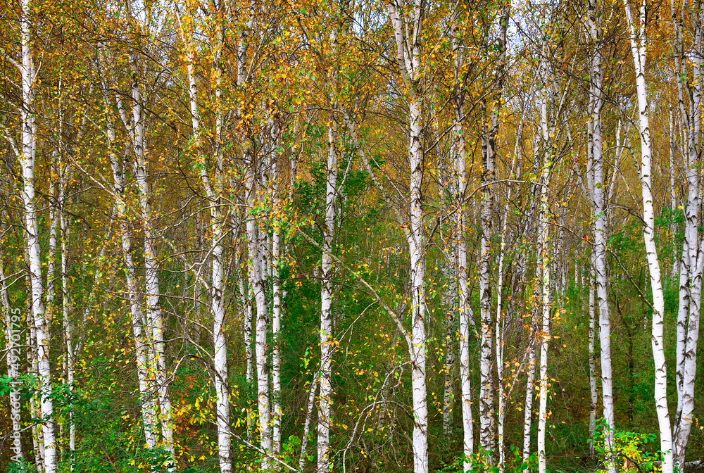 Trunks of autumn birches Trunks of autumn birches