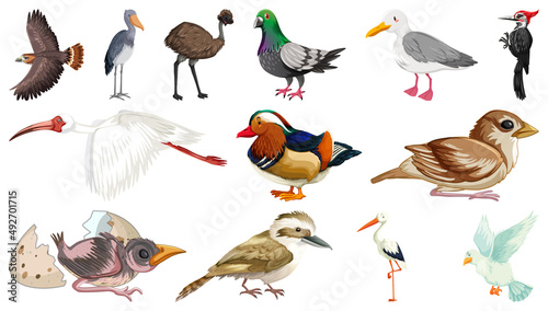 Different kinds of birds collection © blueringmedia