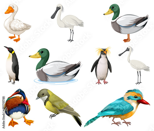 Different kinds of birds collection