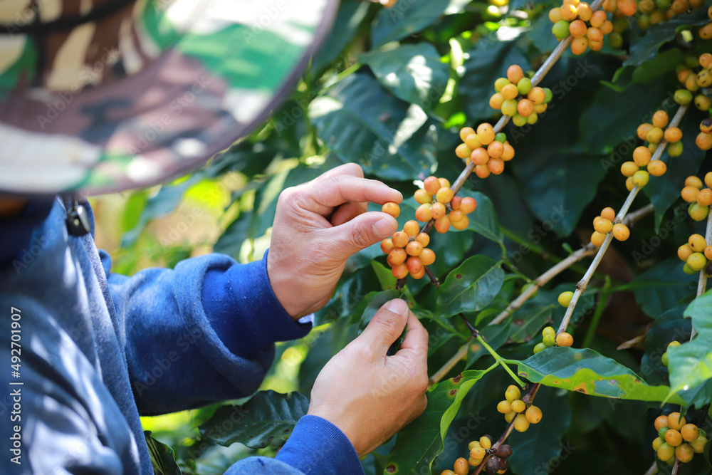 hand plantation coffee yellow berries  in farm harvesting Robusta and arabica  coffee berries by agriculturist hands,Worker Harvest arabica coffee berries on its branch, harvest concept.
