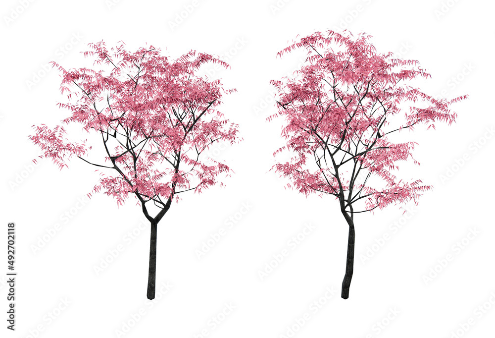 Isometric sakura tree 3d rendering